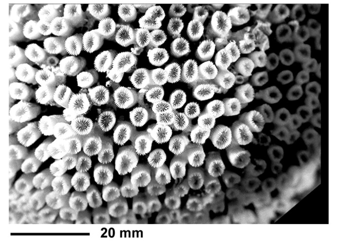 Cladocora caespitosa (Linne, 1767), topotype Cladocora caespitosa (Linne, 1767), topotype