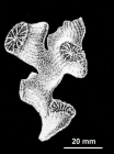 Dendrosmilia duvaliana Milne Edwards & Haime, 1848, original figure of holotype