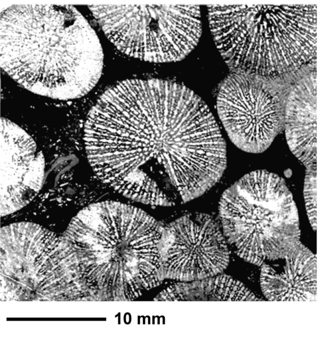 Dermosmiliopsis orbignyi Alloiteau, 1952