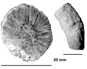 Palaeopsammia fastigiata Kuhn, 1933 holotype