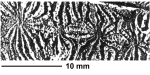 Paraclausastrea grandidentata Zlatarski, 1968, sketch of holotype