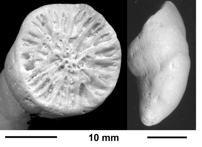 Smilotrochus cornucopiae (Duncan 69), chronotype