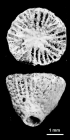Wadeopsammia nodosa Wells, 1933, holotype