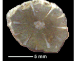 Wellsotrochus discus Squires, 1962, holotype