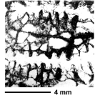 Diplogyra lamellosa Eguchi, 1936, holotype