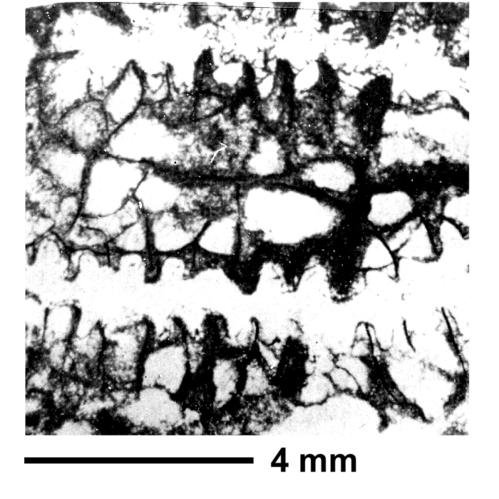 Diplogyra lamellosa Eguchi, 1936, holotype Diplogyra lamellosa Eguchi, 1936, holotype