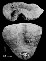 Rennensismilia didyma (de Fromentel, 1863), holotype