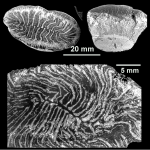 Rennensismilia inflexa Reuss, 1854, syntype and topotype