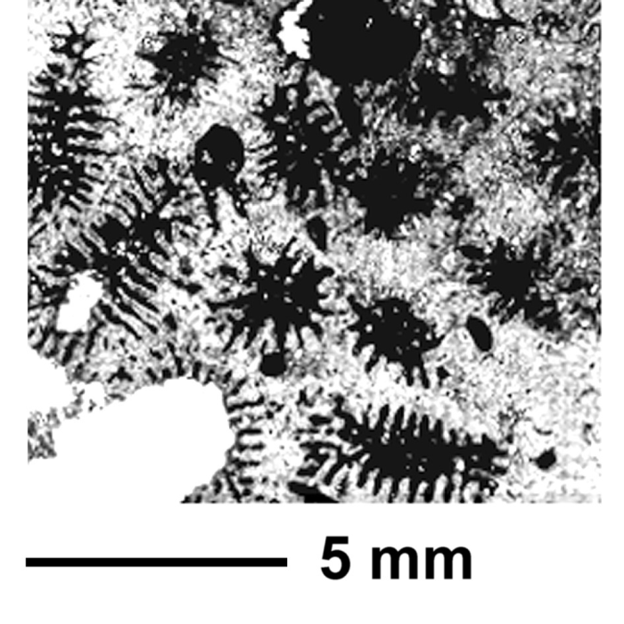 Rhipidastraea eliasovae Baron-Szabo, 2002, holotype