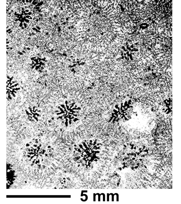 Rhipidastraea soukupi Eliasova, 1991, holotype, photograph courtesy Dr. Eliasova