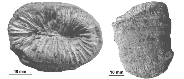 Peplosmilia casanasi d'Angelis d'Ossat, 1905, syntype Peplosmilia casanasi d'Angelis d'Ossat, 1905, syntype