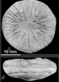 Paracycloseris elizabethae Wells, 1934, holotype