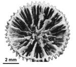 Palocyathus seymourensis Filkorn, 1994, holotype