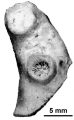 Palaeohelia collignoni Alloiteau, 1958, photograph courtesy Dr. Eliasova