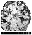 Neothecoseris circulus Eliasova, 1994, holotype, photograph courtesy Dr. Eliasova