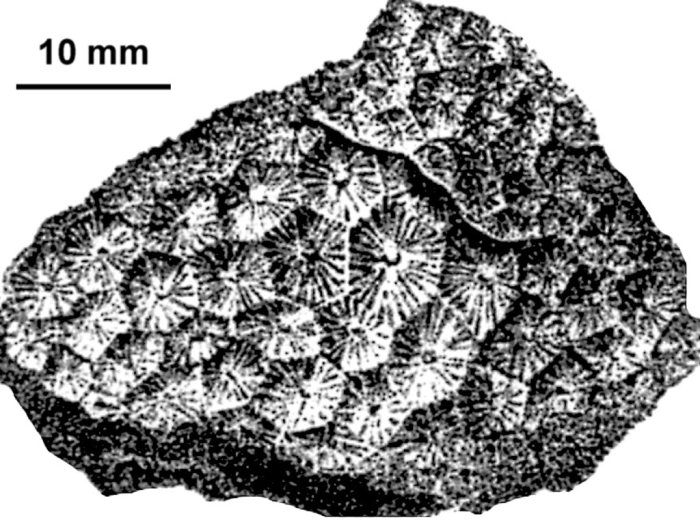 Tricassatraea magnifica (de Fromentel, 1857), sketch of holotype from de Fromentel (1857)