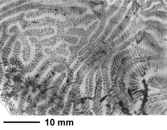 Cycloria tenella (Goldfuss, 1826), holotype