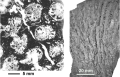 Phacellocoenia bazerquei Alloiteau & Tessier, 1958, holotype, cross thin section (left), longitudinal view, upper surface