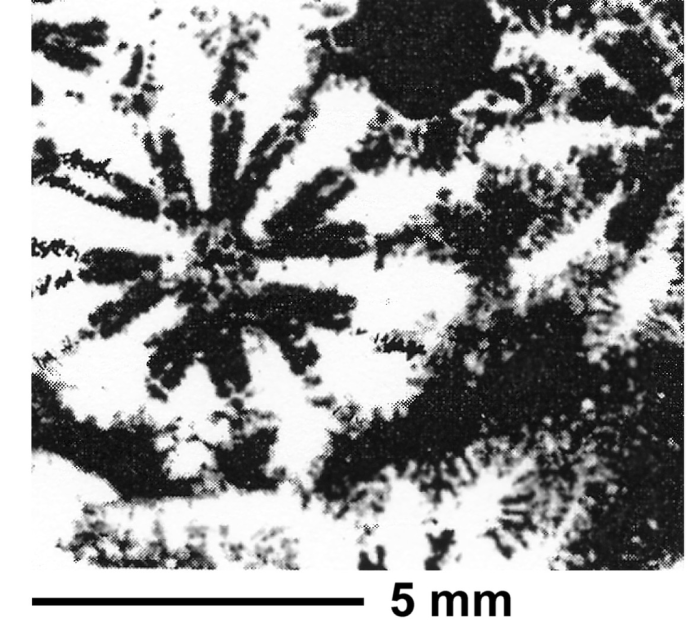 Pseudoironella regularis Sikharulidze, 1979, sketch of holotype Pseudoironella regularis Sikharulidze, 1979, sketch of holotype