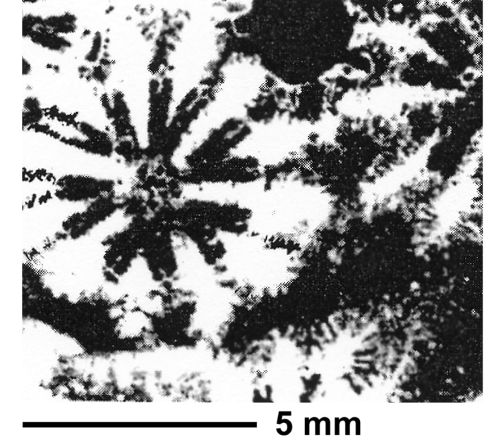 Pseudoironella regularis Sikharulidze, 1979, sketch of holotype