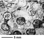 Tubicora ayleri (Gregory, 1900), figured as holotype of Sagittastraea pivetaui Alloiteau & Tissier, 1958