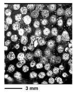 Tricassastraea (Actinastraeopsis) phaceloides (Sikharulidze, 1977)