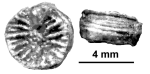 Arctangia nathorsti (Lindstrom, 1900), original material (?holotype)