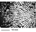 Anthozoa