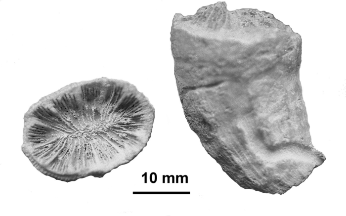 Ceratotrochus duodecimcostatus (Goldfuss, 1826), syntypes Ceratotrochus duodecimcostatus (Goldfuss, 1826), syntypes