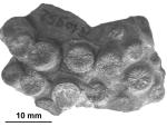 Rhizangia brevissima (Deshayes, in Ladoucette, 1834), topotype, Alloiteau