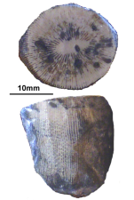 Trochoseropsis ettalensis Soehle, 1897, syntype