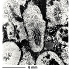 Blastozopsammia guerreroterion Filkorn & Pantoja-Alor, 2004, holotype, photograph courtesy Dr. Filkorn