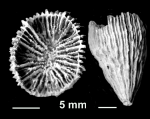 Bathycyathus pulcher (Vaughan, 1900), holotype