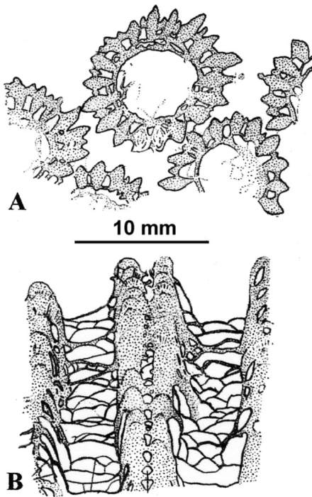 Ksiazkiewiczia lanckoronensis Morycowa, 1976, sketch of holotype modified from Morycowa (1976), A: cross view; B: lateral view