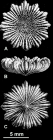 Leptocyathus elegans Milne Edwards & Haime 1851, original images of type material, A: cross view; B: lateral view; C: corallum base