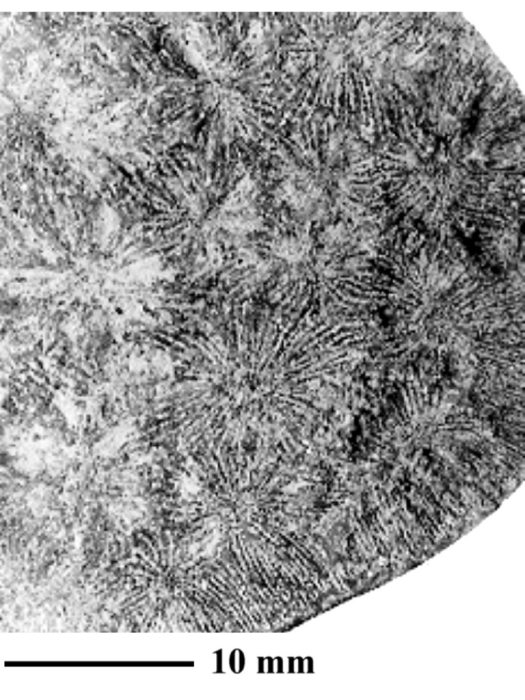 Fungiastraea muelleri Eliasova, 1994, holotype, photograph courtesy Dr. Eliasova Fungiastraea muelleri Eliasova, 1994, holotype, photograph courtesy Dr. Eliasova
