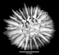 Anthozoa