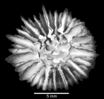 Oral view of corallum