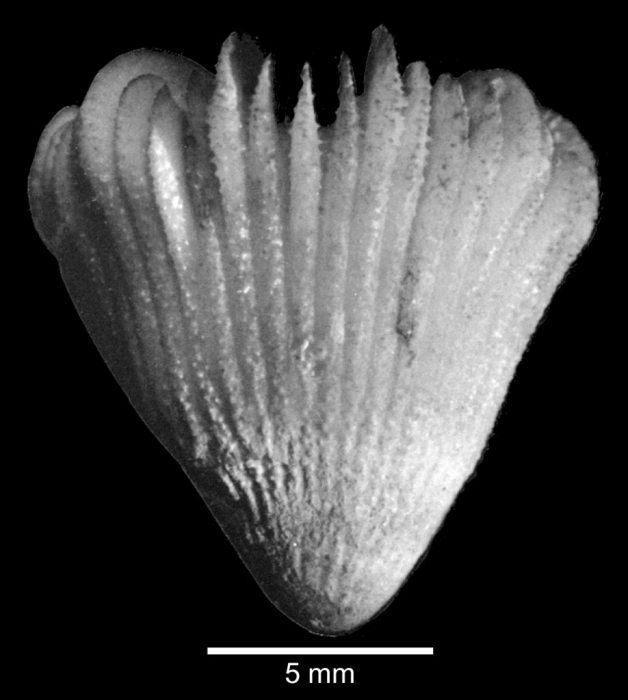 Lateral view of corallum Lateral view of corallum