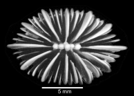 Calicular view of corallum