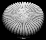 Oblique basal view of corallum