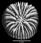 Calicular view of corallum