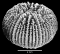 Anthozoa