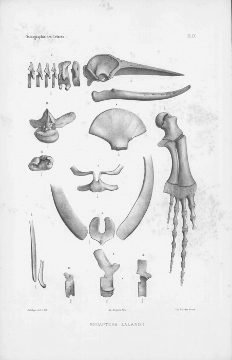 Van Beneden & Gervais (1880, pl. 09) Van Beneden & Gervais (1880, pl. 09)