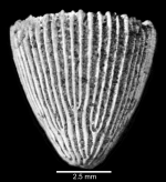 Lateral view of corallum