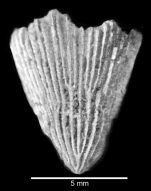 Lateral view of corallum