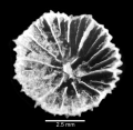 Anthozoa