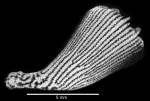 Lateral view of corallum