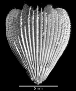 Lateral view of corallum