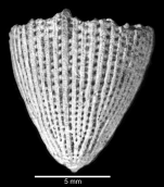 Lateral view of corallum